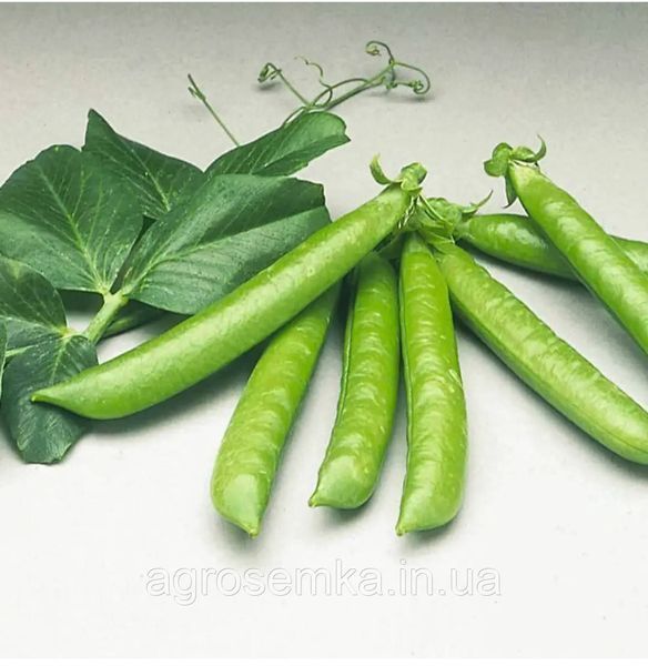 Горох Сомервуд 50шт / Syngenta 11604 фото