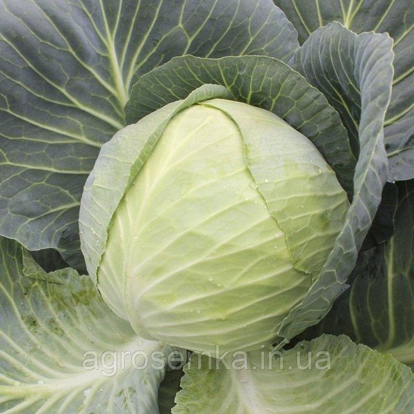 Семена Капуста Нью Йорк F1 20 шт / Wing Seed 10509 фото