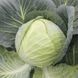 Семена Капуста Нью Йорк F1 20 шт / Wing Seed 10509 фото 3