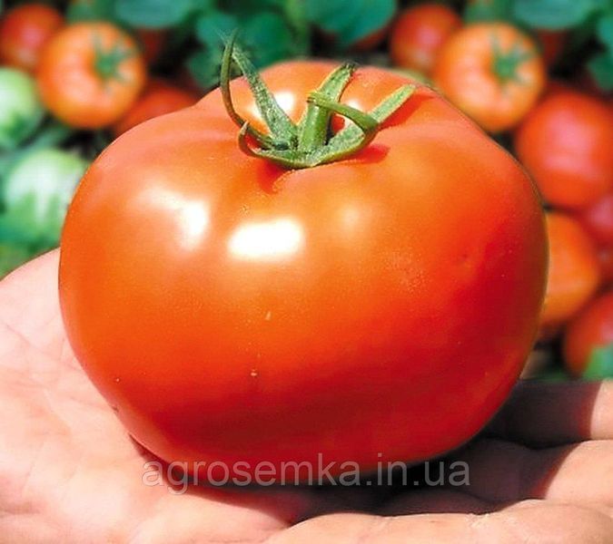 Семена Томат Бобкат F1 10 шт / Syngenta 10620 фото