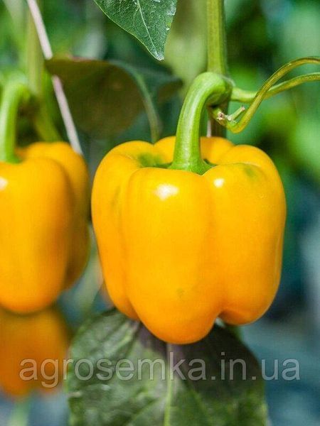 Семена Перец Калифорнийское чудо желтое 0,3г 10570 фото