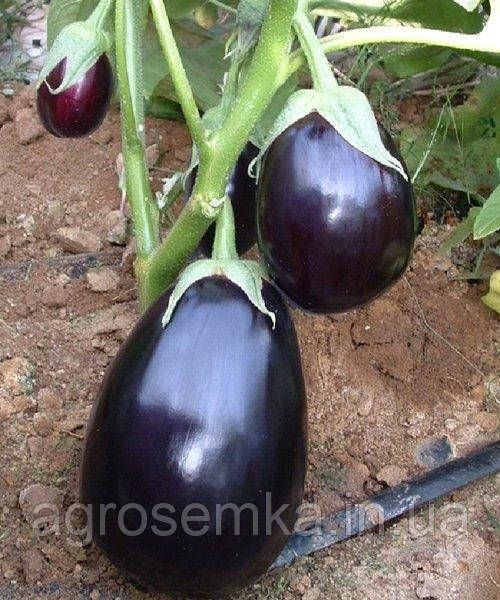 Семена Баклажан Перфекшен F1 30шт / United Genetics 10310 фото