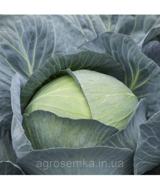 Капуста Саксесор F1 20шт / Syngenta 11616 фото
