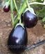 Семена Баклажан Перфекшен F1 30шт / United Genetics 10310 фото 4