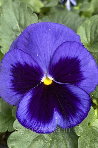 Виола Сапфир 20шт / Hem Genetics 11224 фото