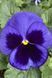 Виола Сапфир 20шт / Hem Genetics 11224 фото 4