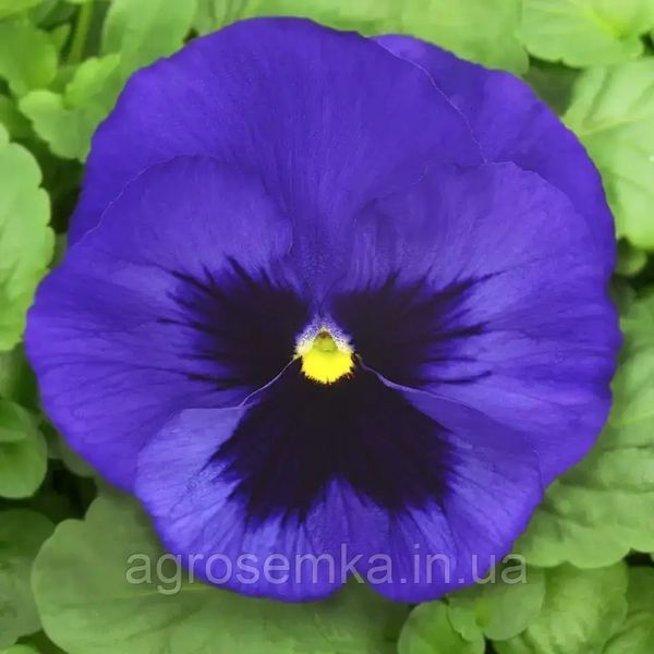 Виола Сапфир 20шт / Hem Genetics 11224 фото