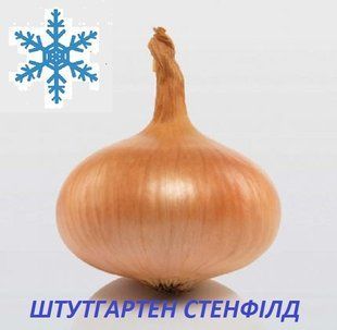 Цибуля сівок озима Штутгартен Стенфілд 8/21 (Stuttgarter Stanfield) 1кг 11125 фото
