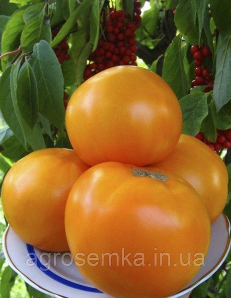 Томат Оранж Смак F1 10шт / Dorsing Seeds 10899 фото