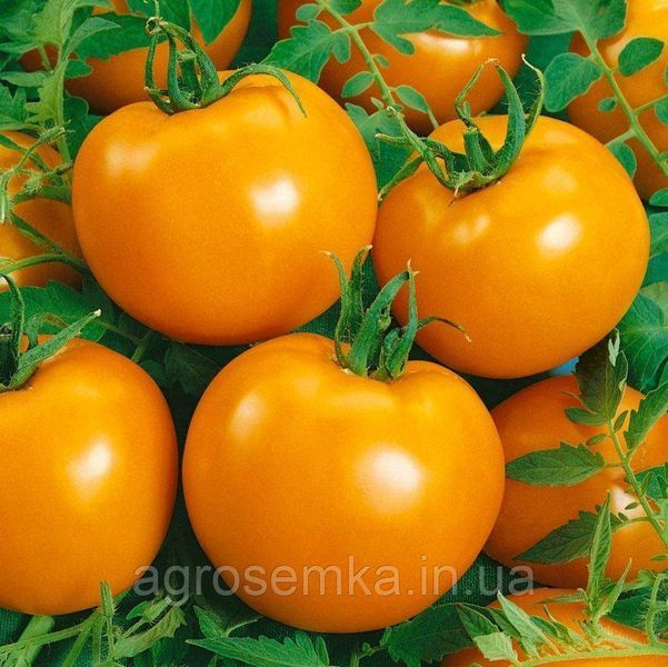 Томат Оранж Смак F1 10шт / Dorsing Seeds 10899 фото