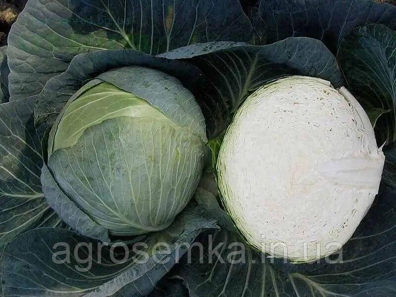 Семена Капуста Центурион F1/ Bejo Zaden 11176 фото