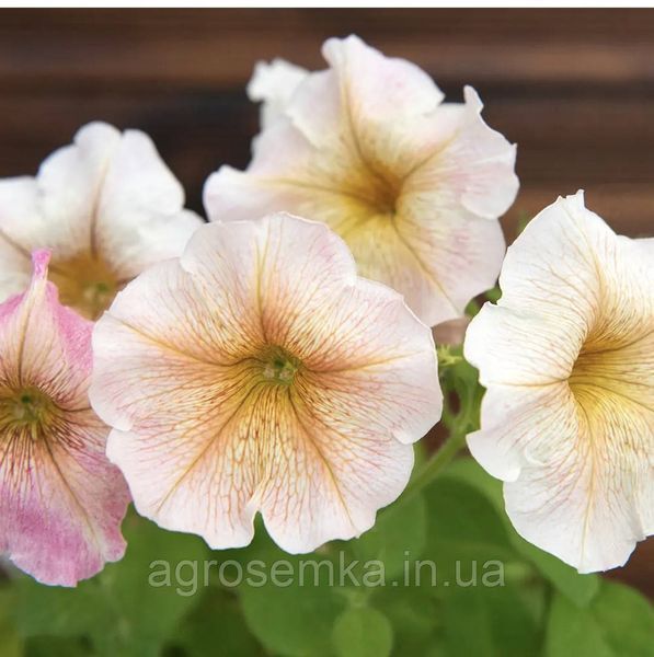 Петуния мультифлора Ингрид F1 / Cerny 11671 фото