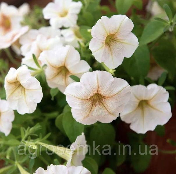 Петуния мультифлора Ингрид F1 / Cerny 11671 фото