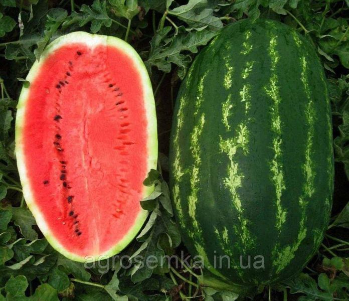 Семена Арбуз Карнак F1 8шт / United Genetics 10211 фото