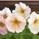 Петуния мультифлора Ингрид F1 / Cerny 11671 фото 4