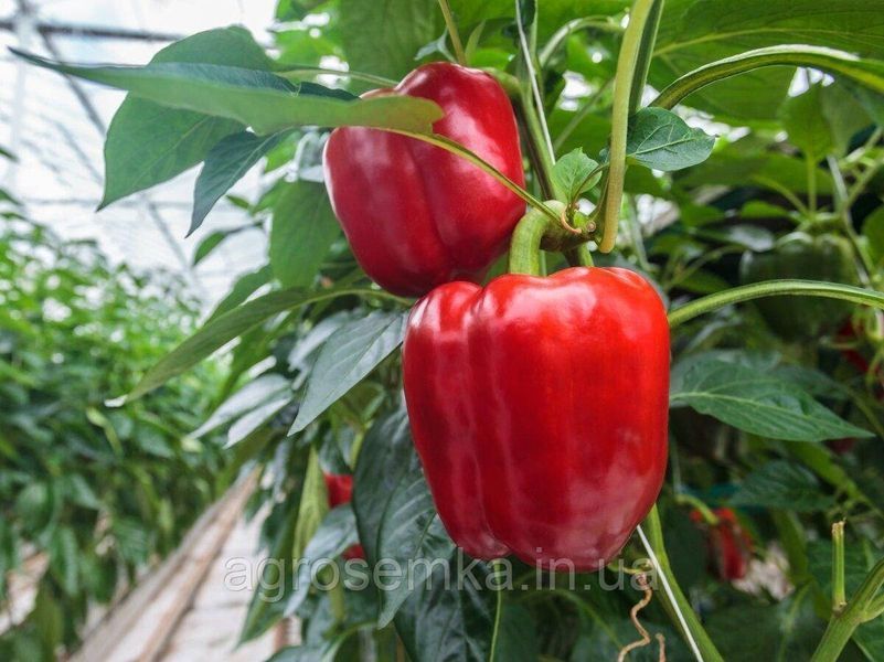 Семена Перец Маргарита F1 8 шт / United Genetics 10574 фото