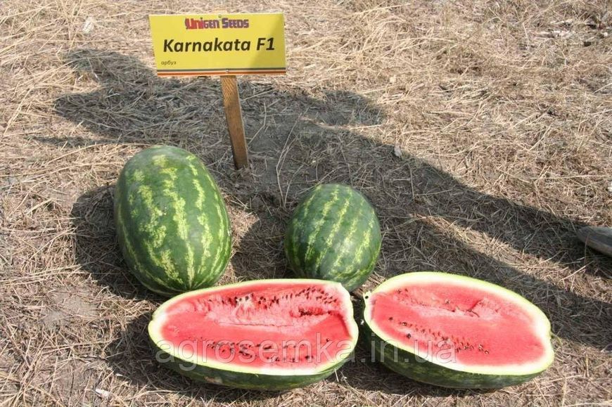 Семена Арбуз Карнак F1 8шт / United Genetics 10211 фото