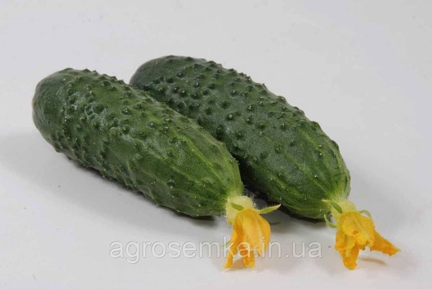 Семена Огурец Маринда F1 10шт / Seminis 10264 фото