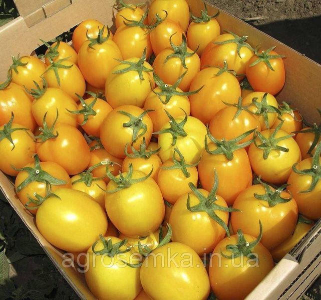 Семена Томат Елоу Ривер F1 10 шт / United Genetics 10004 фото