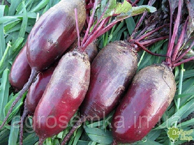 Семена Свекла столовая Витал 20г 10110 фото