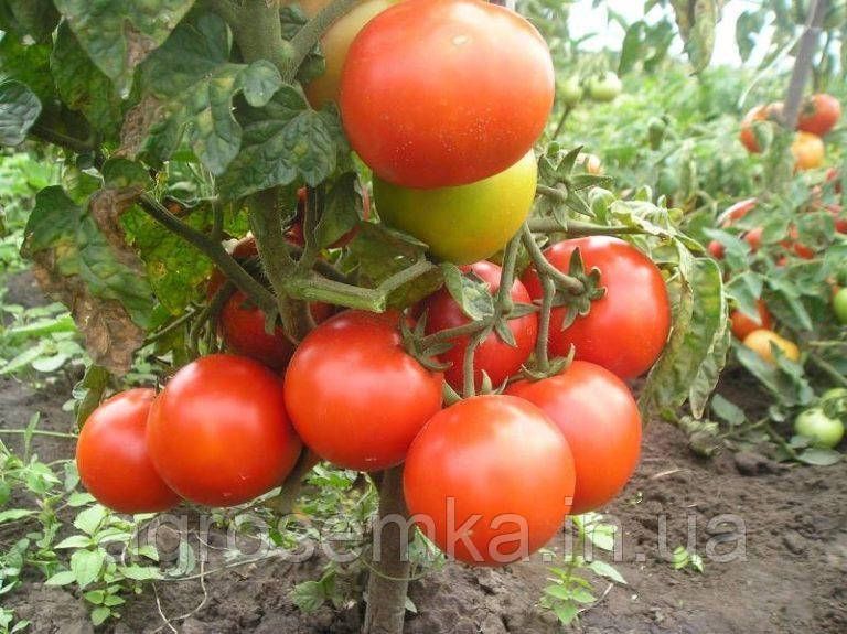 Томат Румба 0.1г 11503 фото