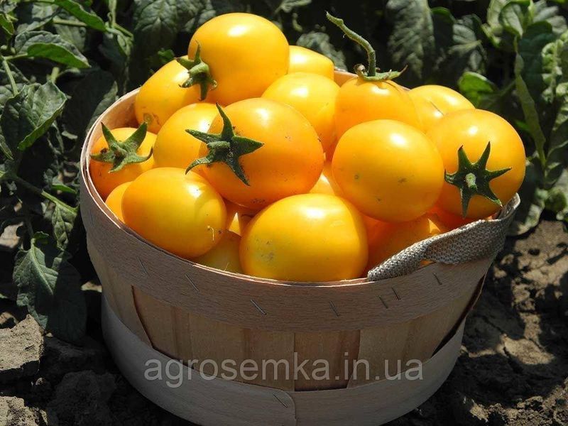 Семена Томат Елоу Ривер F1 10 шт / United Genetics 10004 фото