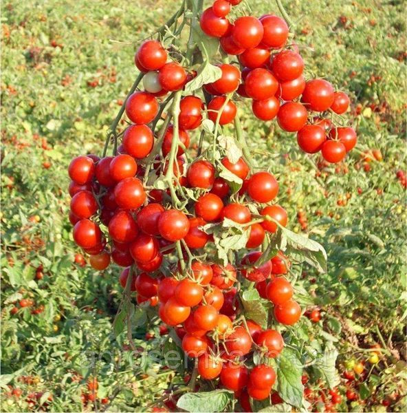 Семена Томат Стромболино F1 20 шт / United Genetics 10627 фото