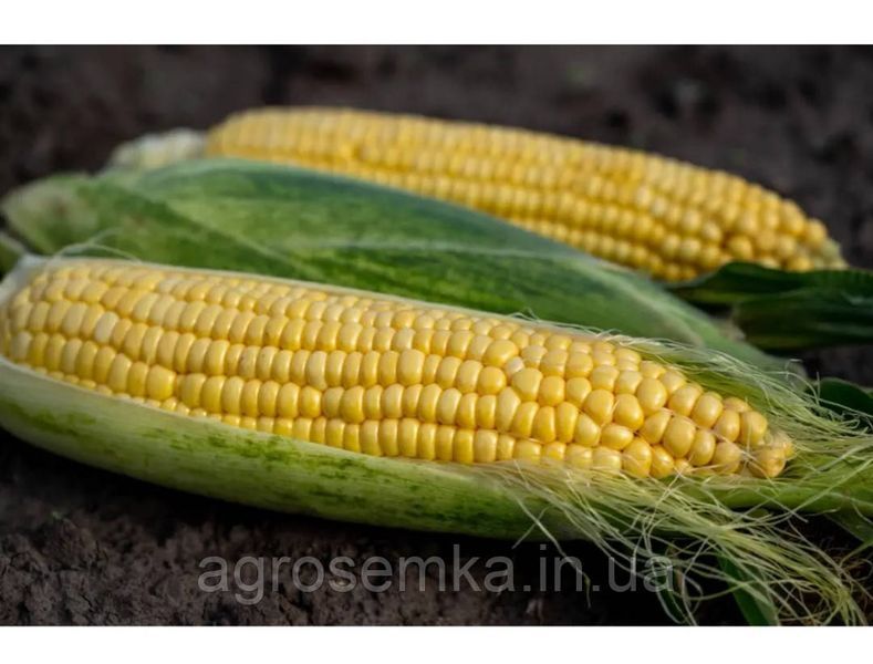 Кукурудза Акцент F1 20шт / Syngenta 11622 фото