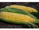 Кукурудза Акцент F1 20шт / Syngenta 11622 фото 2