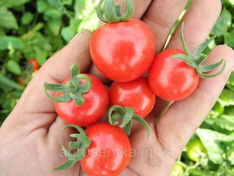 Семена Томат Стромболино F1 20 шт / United Genetics 10627 фото