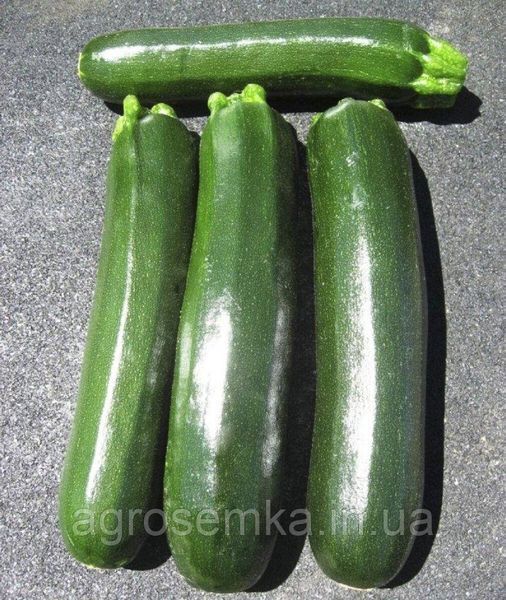 Семена Кабачок Династия F1 5 шт / United Genetics 10164 фото