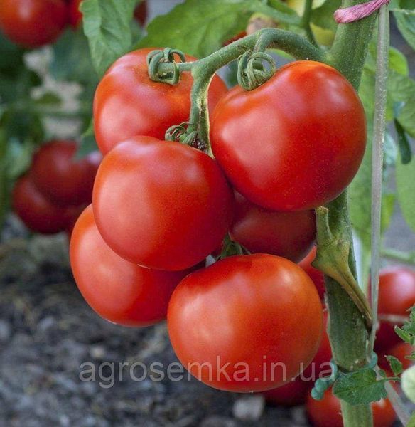 Семена Томат Тайпринц F1 20 шт / United Genetics 10628 фото