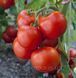 Семена Томат Тайпринц F1 20 шт / United Genetics 10628 фото 2