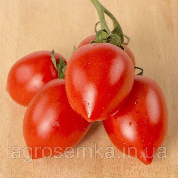 Семена Томат Оливия F1 10шт / United Genetics 10904 фото