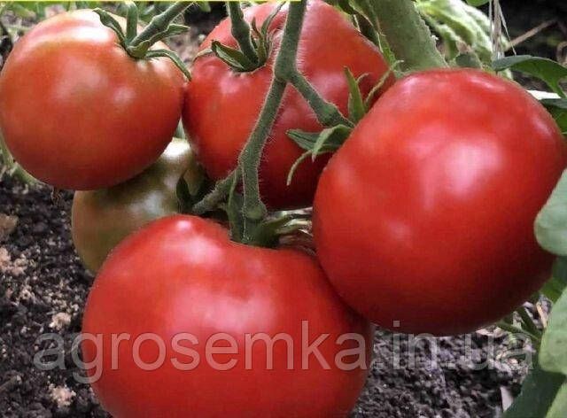 Томат Санька 0.1г 10370 фото