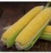 Кукурудза Форвард F1 15шт / Lark Seeds 11624 фото 2