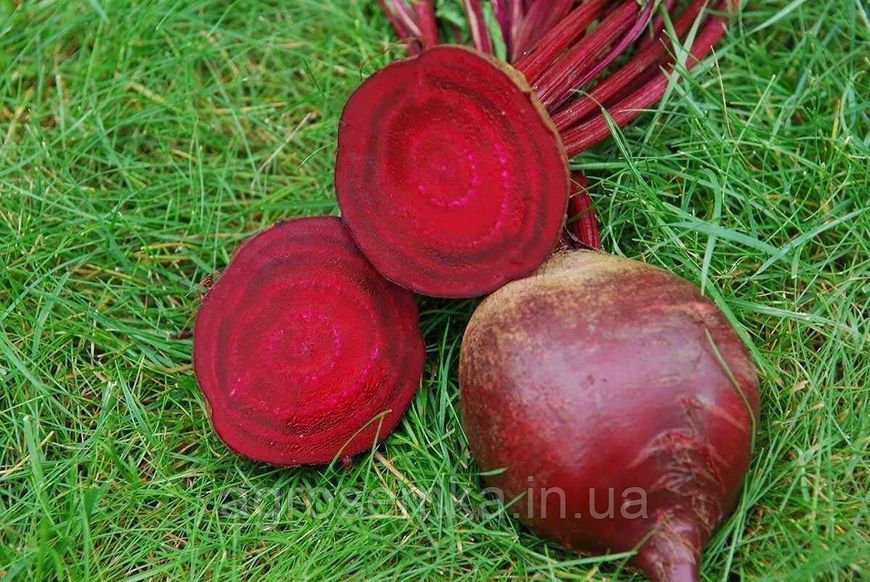 Семена Свекла столова Ред Сан F1 3г / United Genetics 10353 фото