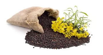 Сидераты и кормовые культуры