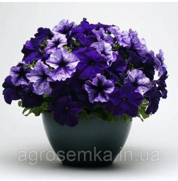 Петунія грандіфлора Тритунія F1 Полярне сяйво 20шт/ Syngenta Flowers 11677 фото