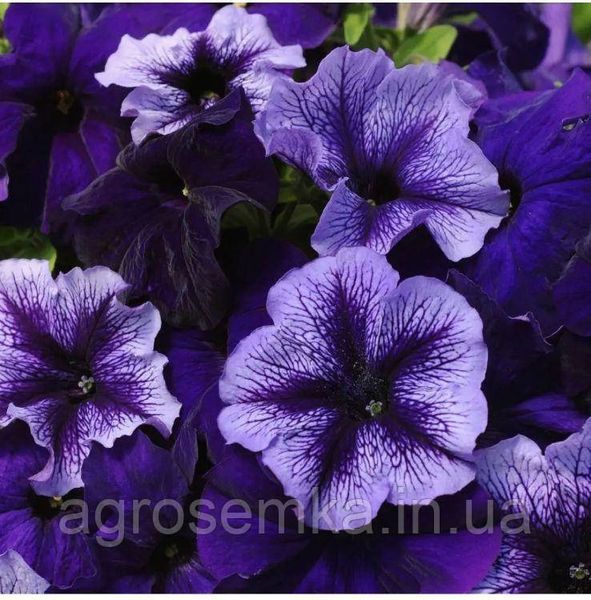 Петунія грандіфлора Тритунія F1 Полярне сяйво 20шт/ Syngenta Flowers 11677 фото