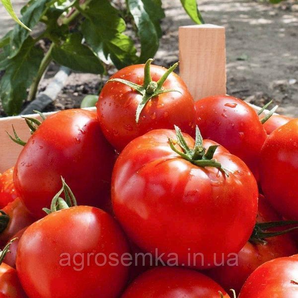 Семена Томат Тропикал Джем F1 20 шт / United Genetics 10630 фото