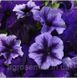 Петунія грандіфлора Тритунія F1 Полярне сяйво 20шт/ Syngenta Flowers 11677 фото 2