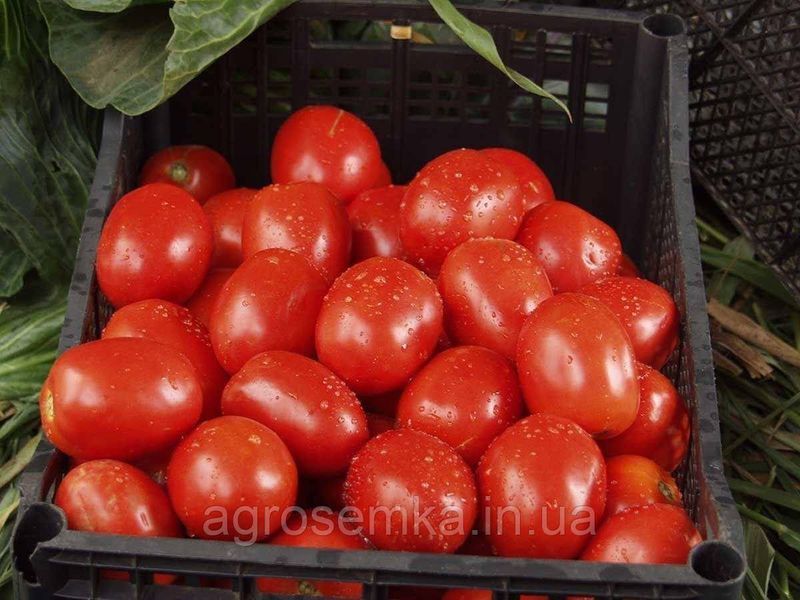 Насіння Томат Ріо Гранде 0,5 г / United Genetics 10905 фото
