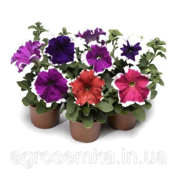 Петуния грандифлора Фрост F1 20шт / Syngenta Flowers 11678 фото