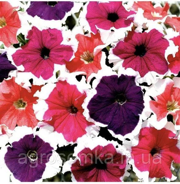 Петуния грандифлора Фрост F1 20шт / Syngenta Flowers 11678 фото