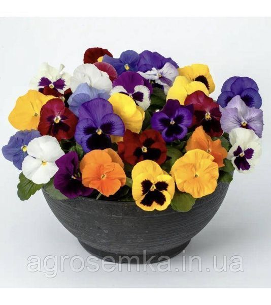 Виола виттрока Дельта F1 смесь / Syngenta Flowers 11628 фото