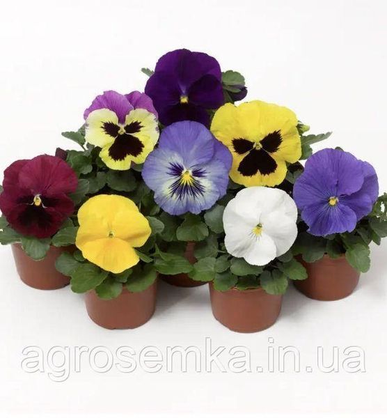 Виола виттрока Дельта F1 смесь / Syngenta Flowers 11628 фото