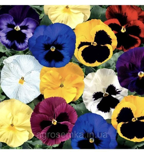 Виола виттрока Дельта F1 смесь / Syngenta Flowers 11628 фото