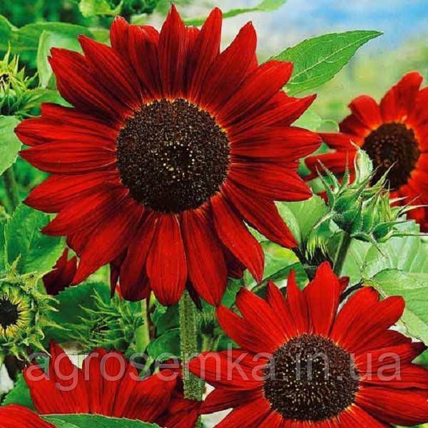 Соняшник Червоне Сонечко 1г 10858 фото