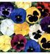 Виола виттрока Дельта F1 смесь / Syngenta Flowers 11628 фото 2